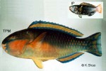 Enlarged Image of 'Chlorurus pyrrhurus'